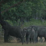 Grazing elephants