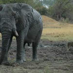 Muddy elephant and scavenging baboon