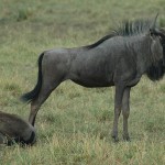 Blue Wildebeest