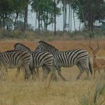 Zebras and impalas