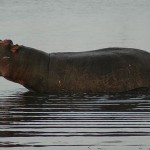 Annoyed Hippopotamus