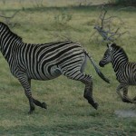 Run Zebra, Run
