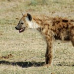 Young hyena
