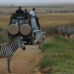 Zebras in the road