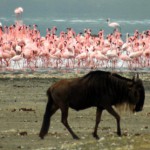 Wildebeest and flamingos