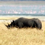 The elusive rhinoceros