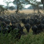 Migrating wildebeest