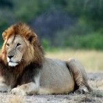 Resting male lion