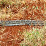 Rock Python without the rock