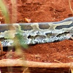 Python close up