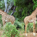 Back to back giraffes