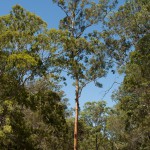 Big eucalyptus