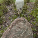 Another Ibis