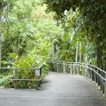 Rain forest walk