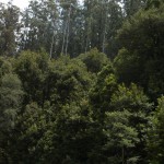 Tall Eucalyptus
