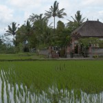 Traditional house on paddy