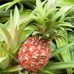 Red pineapple