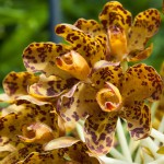 Tiger orchid