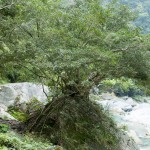 Rock tree