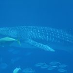 Whale shark